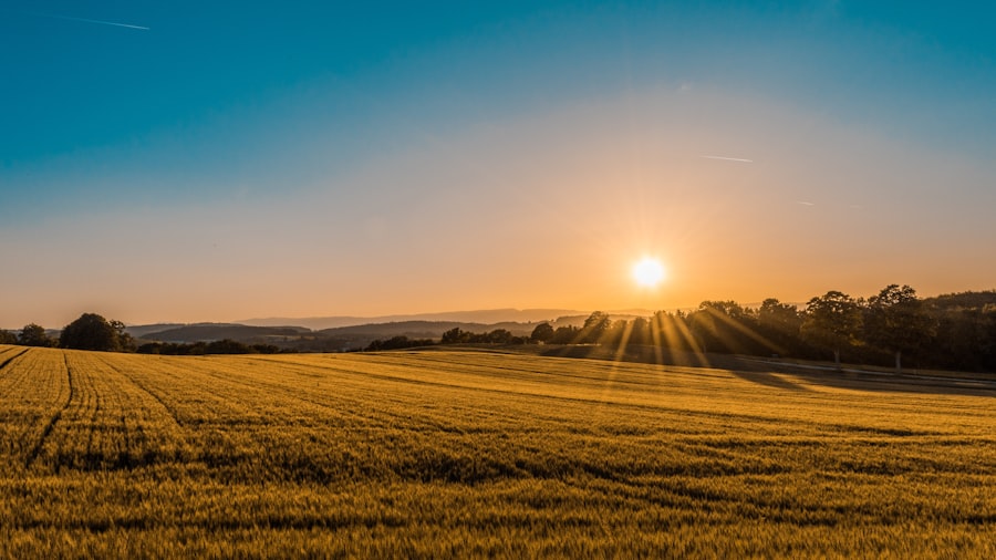 Golden agricultural field at sunset — electro culture transforms harvests like this